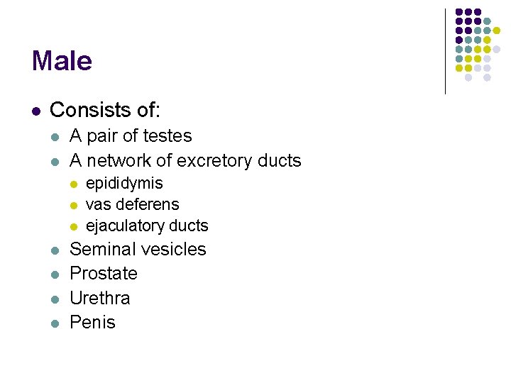 Male l Consists of: l l A pair of testes A network of excretory