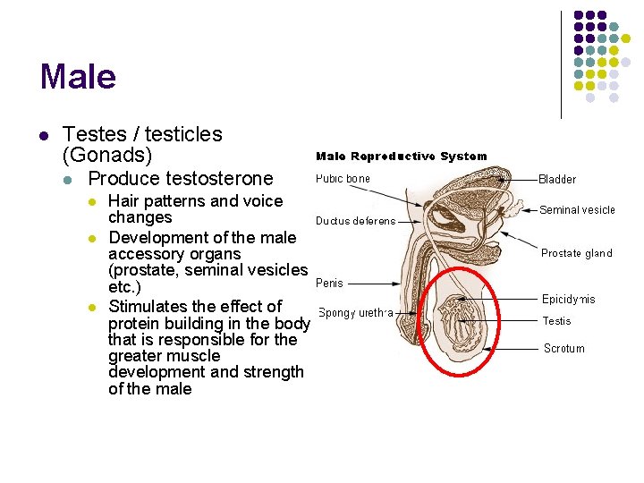 Male l Testes / testicles (Gonads) l Produce testosterone l l l Hair patterns