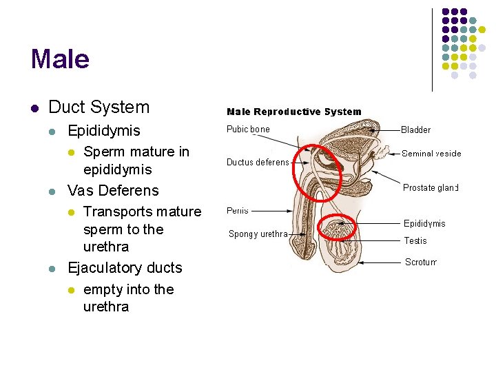 Male l Duct System l l l Epididymis l Sperm mature in epididymis Vas