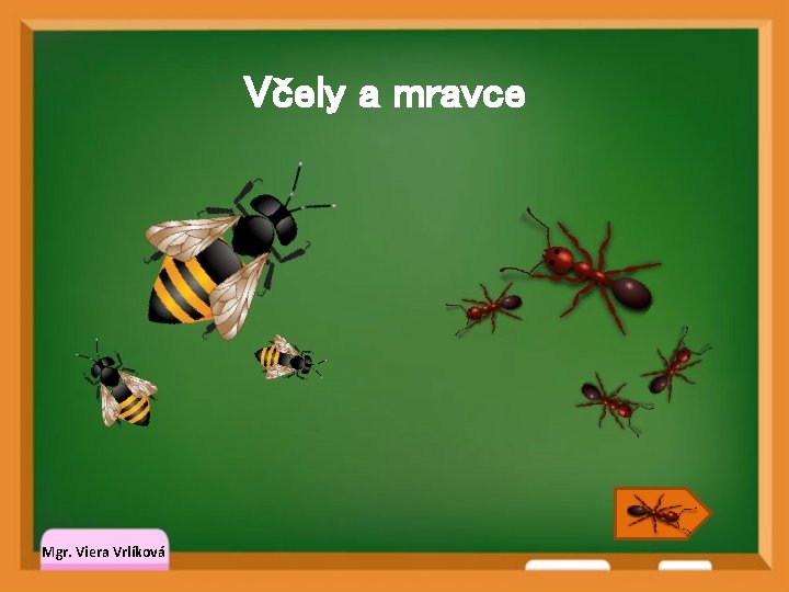 Včely a mravce Mgr. Viera Vrlíková 