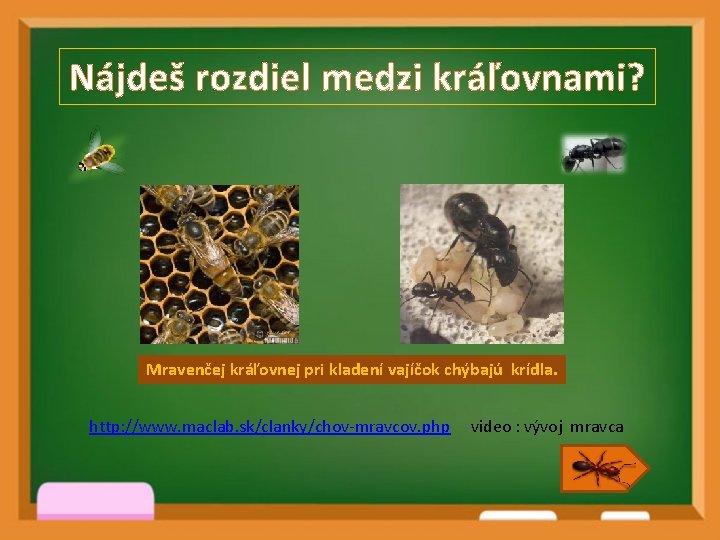 Nájdeš rozdiel medzi kráľovnami? Mravenčej kráľovnej pri kladení vajíčok chýbajú krídla. http: //www. maclab.