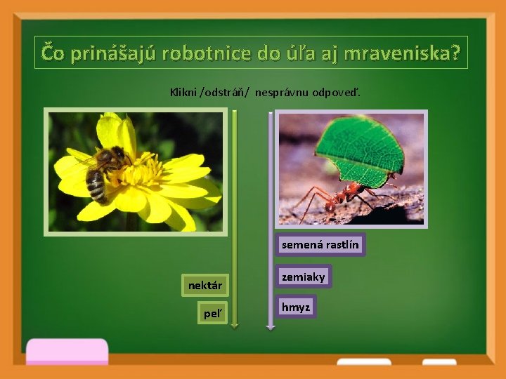 Čo prinášajú robotnice do úľa aj mraveniska? Klikni /odstráň/ nesprávnu odpoveď. semená rastlín nektár