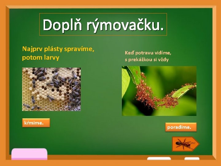 Doplň rýmovačku. Najprv plásty spravíme, potom larvy kŕmime. Keď potravu vidíme, s prekážkou si