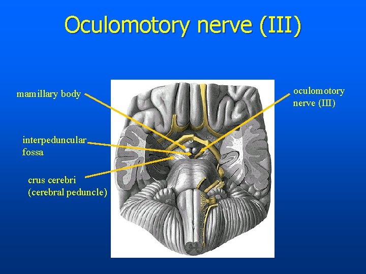 Oculomotory nerve (III) mamillary body interpeduncular fossa crus cerebri (cerebral peduncle) oculomotory nerve (III)