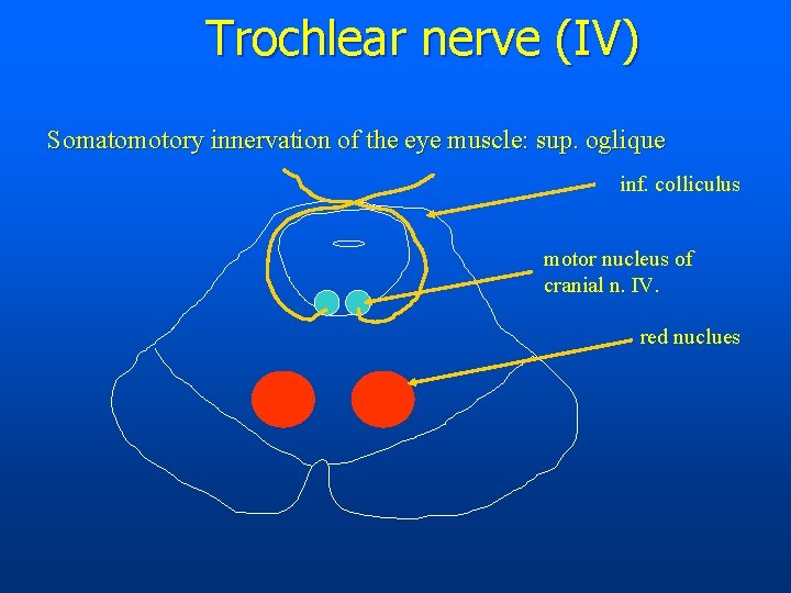 Trochlear nerve (IV) Somatomotory innervation of the eye muscle: sup. oglique inf. colliculus motor