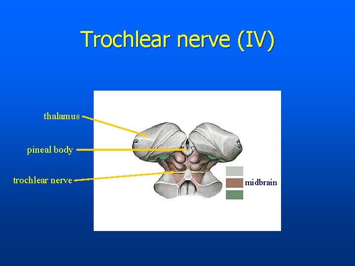 Trochlear nerve (IV) thalamus pineal body trochlear nerve midbrain 