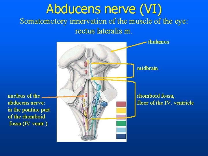 Abducens nerve (VI) Somatomotory innervation of the muscle of the eye: rectus lateralis m.
