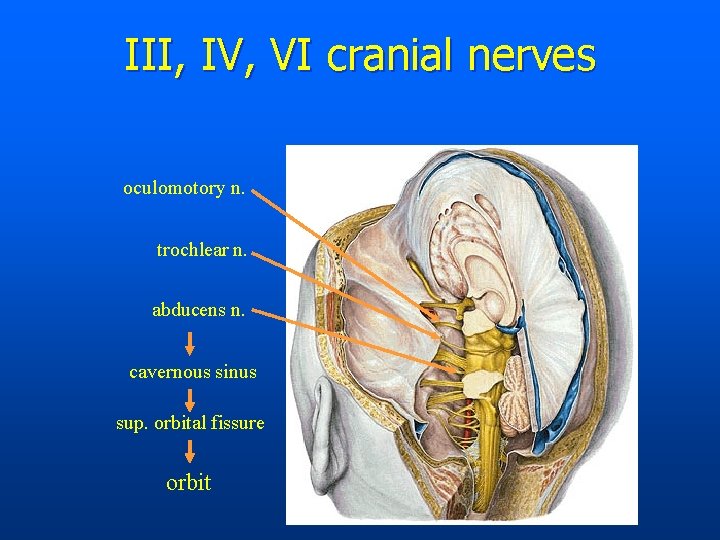 III, IV, VI cranial nerves oculomotory n. trochlear n. abducens n. cavernous sinus sup.