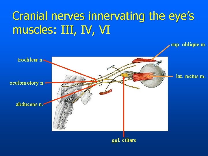 Cranial nerves innervating the eye’s muscles: III, IV, VI sup. oblique m. trochlear n.