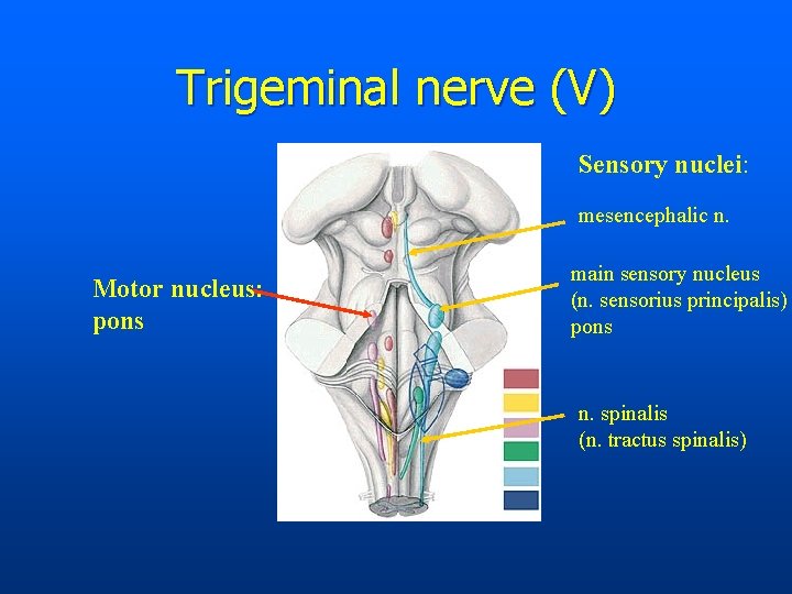 Trigeminal nerve (V) Sensory nuclei: mesencephalic n. Motor nucleus: pons main sensory nucleus (n.