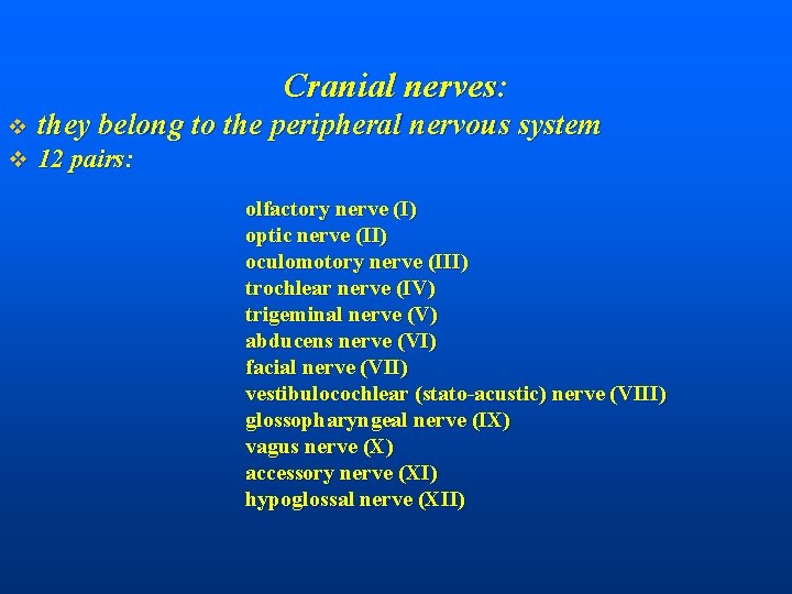 Cranial nerves: v they belong to the peripheral nervous system v 12 pairs: olfactory