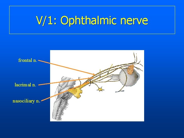 V/1: Ophthalmic nerve frontal n. lacrimal n. nasociliary n. 