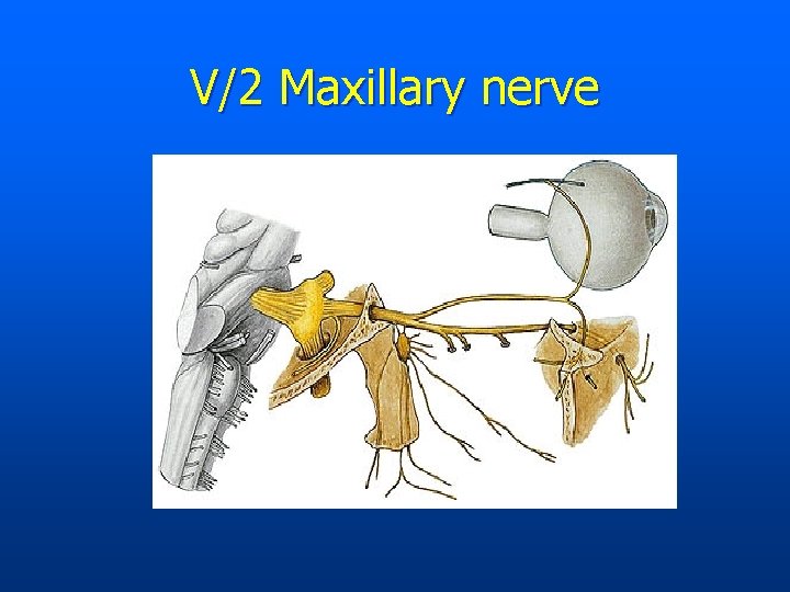 V/2 Maxillary nerve 