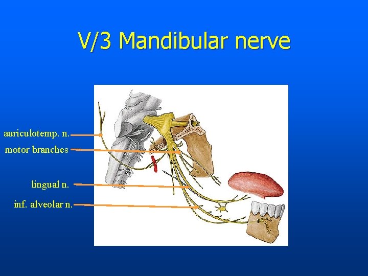 V/3 Mandibular nerve auriculotemp. n. motor branches lingual n. inf. alveolar n. 