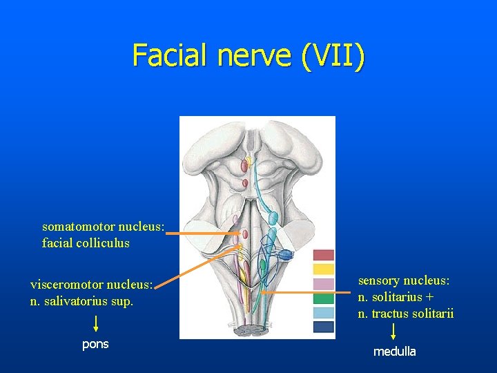 Facial nerve (VII) somatomotor nucleus: facial colliculus visceromotor nucleus: n. salivatorius sup. pons sensory