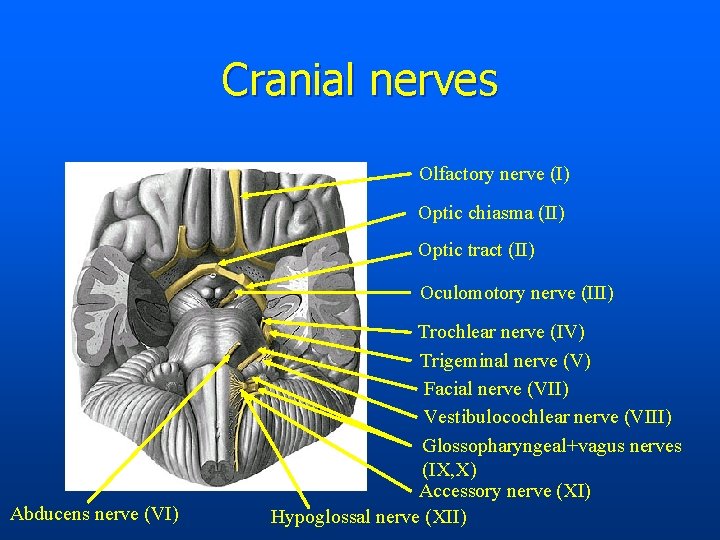 Cranial nerves Olfactory nerve (I) Optic chiasma (II) Optic tract (II) Oculomotory nerve (III)
