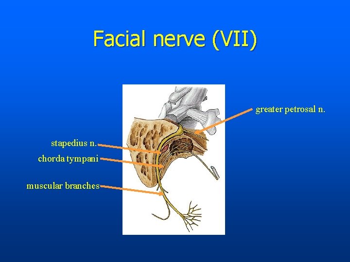 Facial nerve (VII) greater petrosal n. stapedius n. chorda tympani muscular branches 