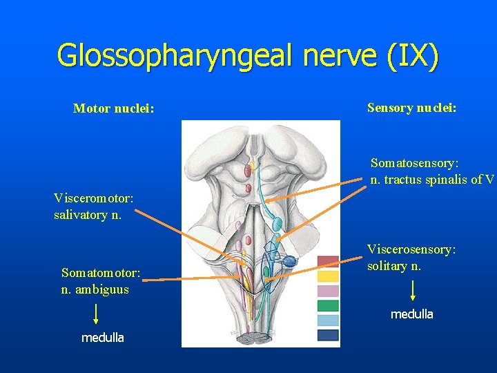 Glossopharyngeal nerve (IX) Motor nuclei: Sensory nuclei: Somatosensory: n. tractus spinalis of V. Visceromotor: