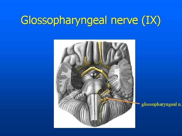 Glossopharyngeal nerve (IX) glossopharyngeal n. 