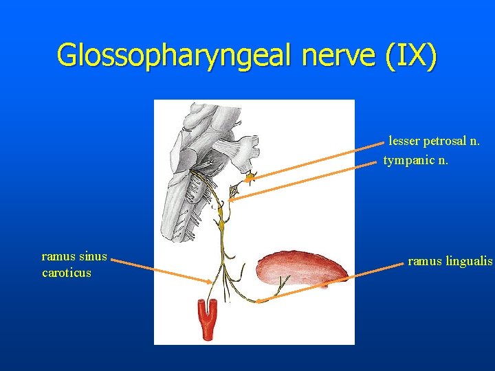 Glossopharyngeal nerve (IX) lesser petrosal n. tympanic n. ramus sinus caroticus ramus lingualis 