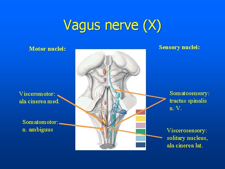 Vagus nerve (X) Motor nuclei: Visceromotor: ala cinerea med. Somatomotor: n. ambiguus Sensory nuclei: