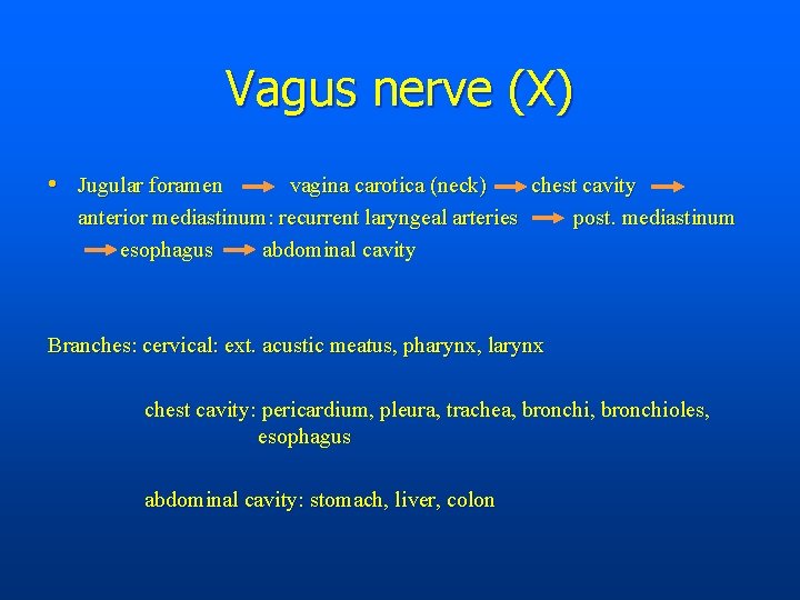 Vagus nerve (X) • Jugular foramen vagina carotica (neck) chest cavity anterior mediastinum: recurrent