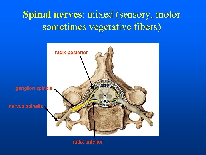 Spinal nerves: mixed (sensory, motor sometimes vegetative fibers) radix posterior ganglion spinale nervus spinalis