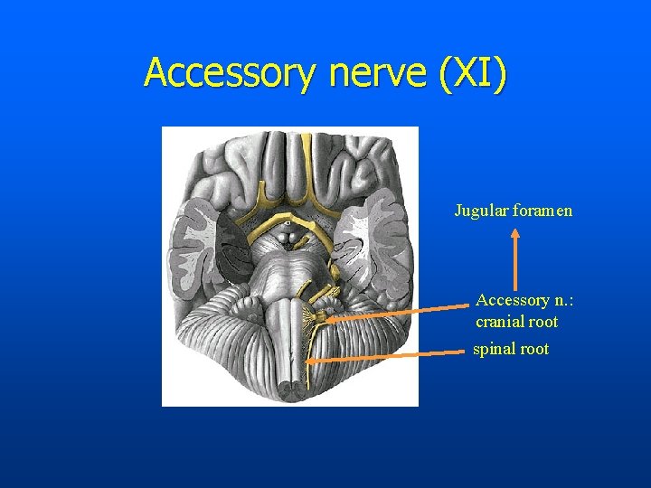 Accessory nerve (XI) Jugular foramen Accessory n. : cranial root spinal root 