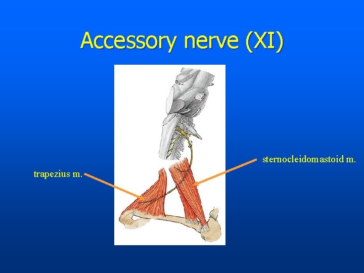 Accessory nerve (XI) sternocleidomastoid m. trapezius m. 