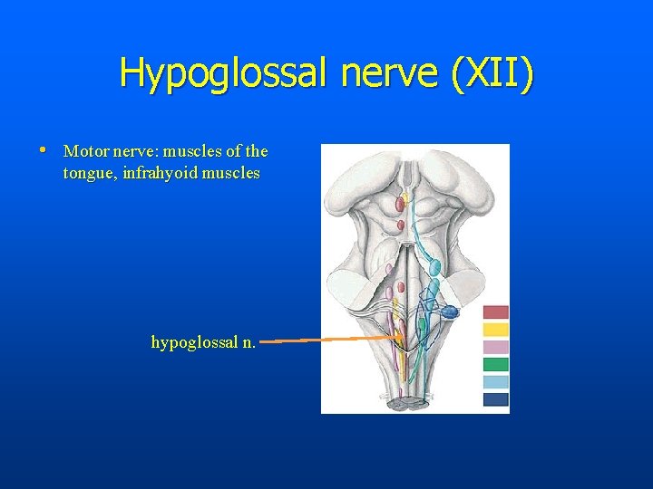 Hypoglossal nerve (XII) • Motor nerve: muscles of the tongue, infrahyoid muscles hypoglossal n.