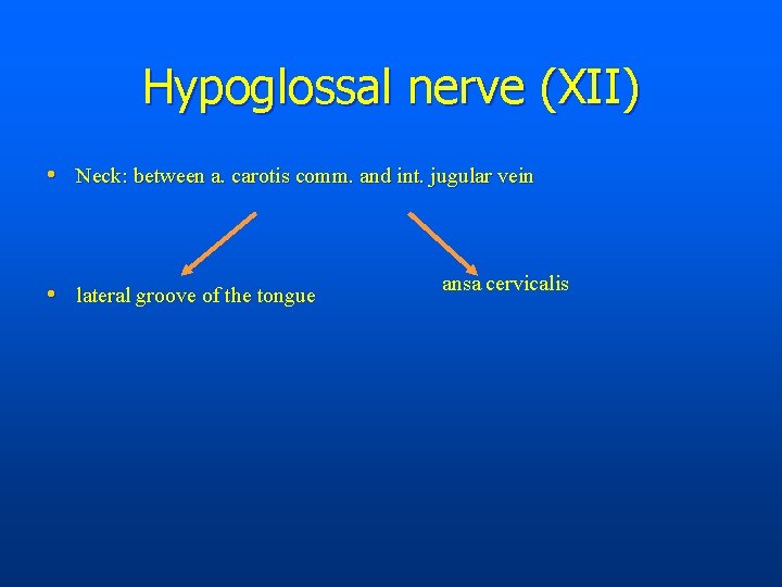 Hypoglossal nerve (XII) • Neck: between a. carotis comm. and int. jugular vein •