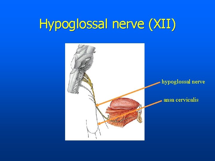 Hypoglossal nerve (XII) hypoglossal nerve ansa cervicalis 