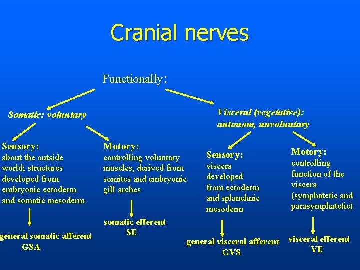 Cranial nerves Functionally: Visceral (vegetative): autonom, unvoluntary Somatic: voluntary Sensory: Motory: about the outside