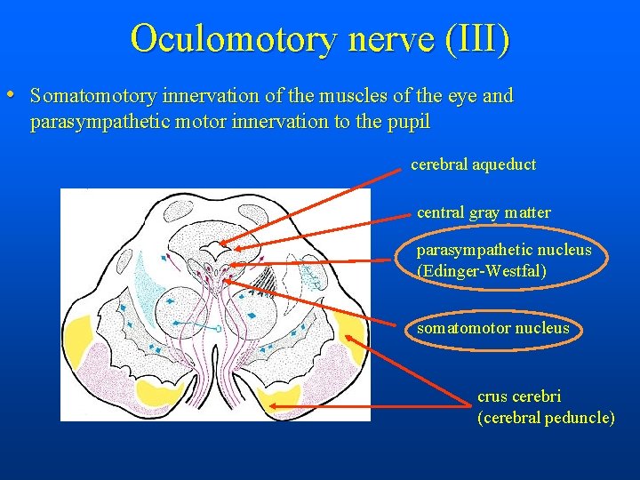 Oculomotory nerve (III) • Somatomotory innervation of the muscles of the eye and parasympathetic