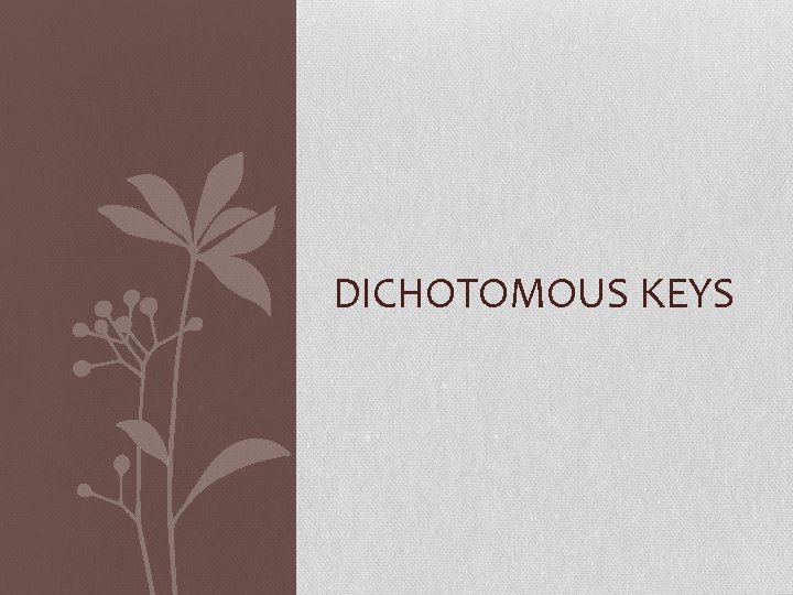 DICHOTOMOUS KEYS 