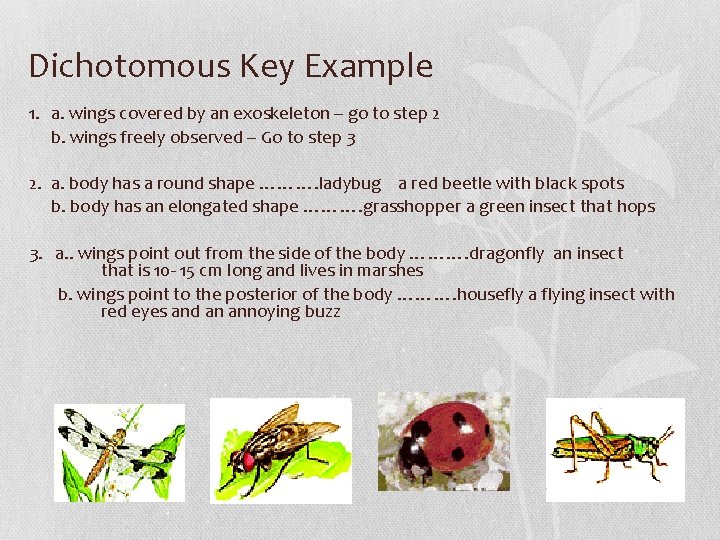 Dichotomous Key Example 1. a. wings covered by an exoskeleton – go to step