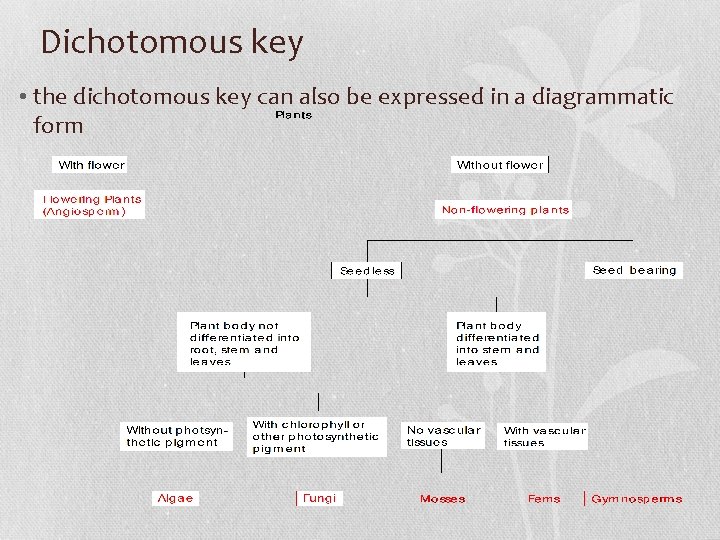 Dichotomous key • the dichotomous key can also be expressed in a diagrammatic form
