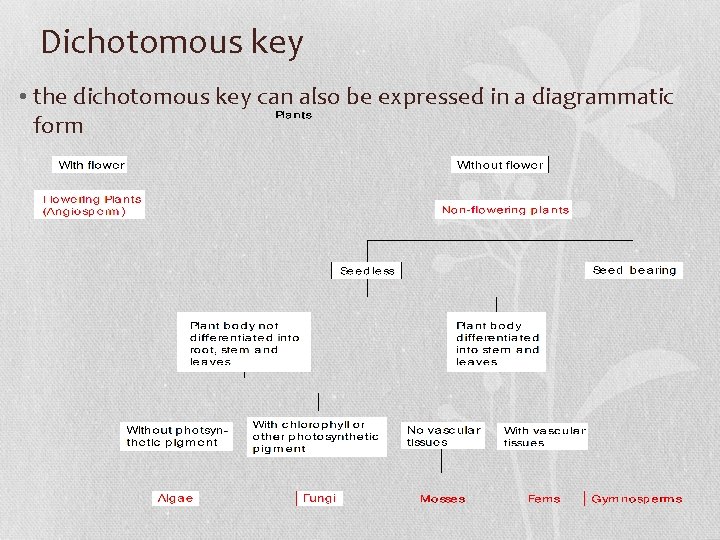 Dichotomous key • the dichotomous key can also be expressed in a diagrammatic form