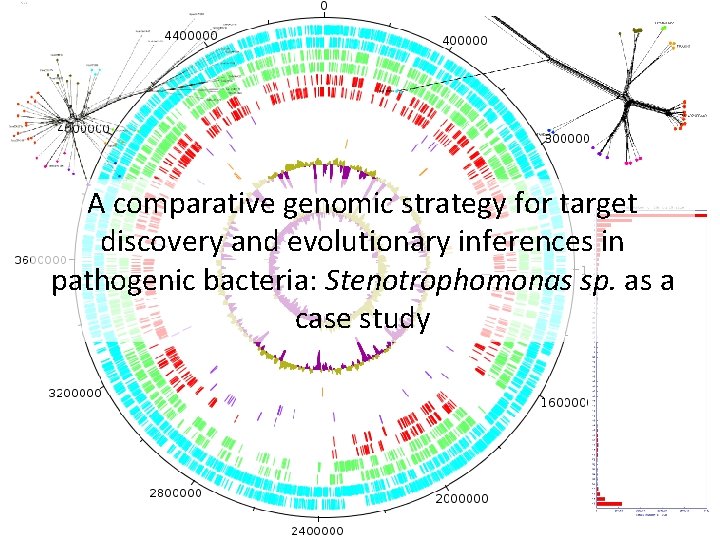 A comparative genomic strategy for target discovery and evolutionary inferences in pathogenic bacteria: Stenotrophomonas