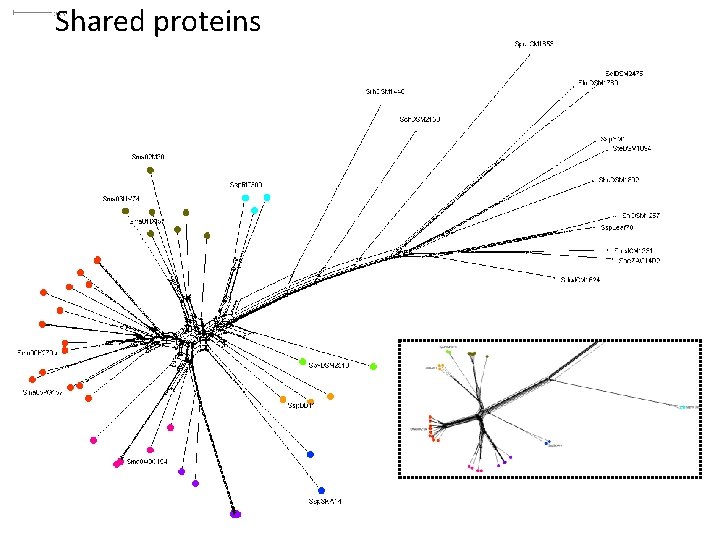 Shared proteins 