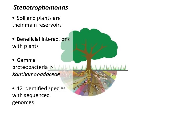 Stenotrophomonas • Soil and plants are their main reservoirs • Beneficial interactions with plants