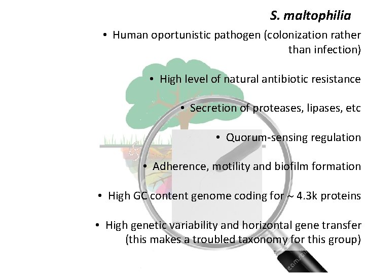 S. maltophilia • Human oportunistic pathogen (colonization rather than infection) • High level of