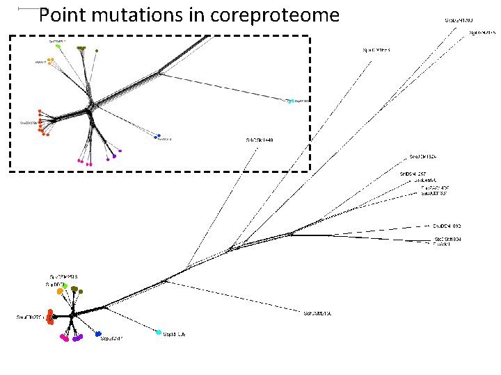 Point mutations in coreproteome 