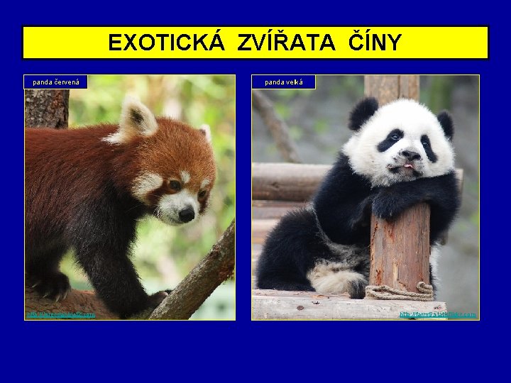 EXOTICKÁ ZVÍŘATA ČÍNY panda červená http: //jeremiahblatz. com panda velká http: //farm 5. staticflickr.