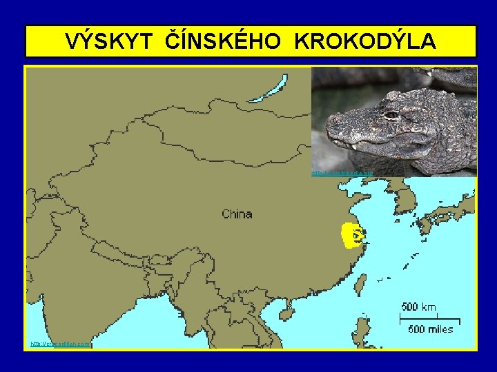 VÝSKYT ČÍNSKÉHO KROKODÝLA http: //en. wikipedia. org http: //crocodilian. com 