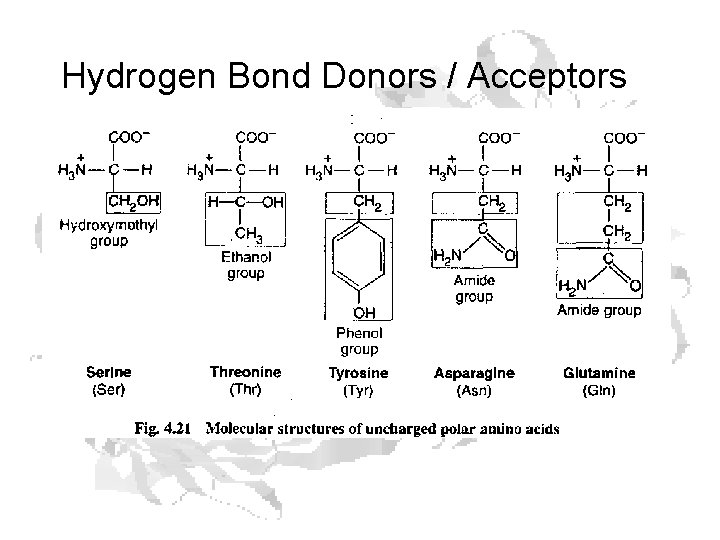 Hydrogen Bond Donors / Acceptors 