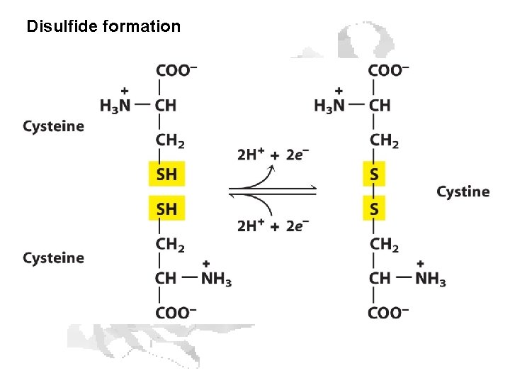 Disulfide formation Disulfide formation
