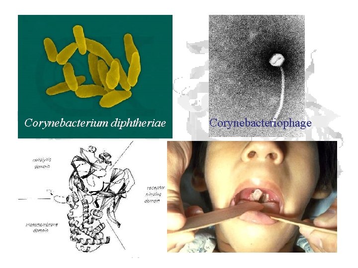 Corynebacterium diphtheriae Corynebacteriophage 