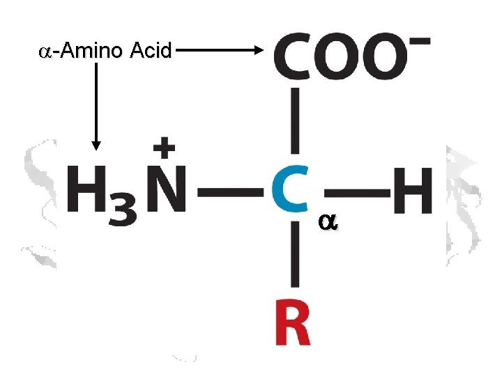 a-Amino Acid a a-Amino Acid a