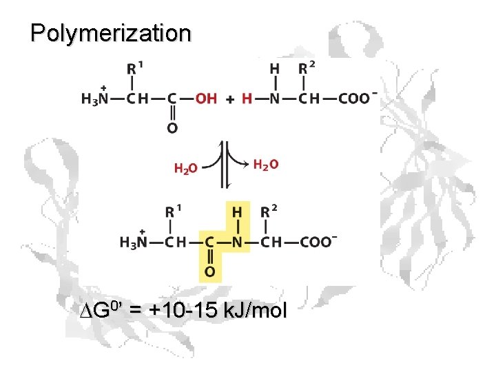 Polymerization DG 0’ = +10 -15 k. J/mol Polymerization DG 0’ = +10 -15 k. J/mol